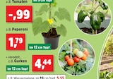 Tomaten im aktuellen Thomas Philipps Prospekt