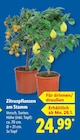 Zitruspflanzen am Stamm  im aktuellen Lidl Prospekt für 24,99 €