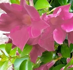 Dipladenia im aktuellen Thomas Philipps Prospekt