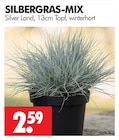 Silbergras-Mix im Angebot bei Wreesmann in Görlitz Silbergras-Mix Angebote von Silver Land bei Wreesmann Görlitz für 2,59 €