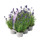 Lavendel für 6,99 € bei Netto mit dem Scottie im Angebot Lavendel im aktuellen Netto mit dem Scottie Prospekt
