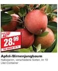Aktuelles Apfel-/Birnenjungbaum Angebot bei bauSpezi in Erlangen ab 28,99 €
