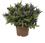 Strauchveronika bei Blumen Ostmann im Wildeshausen Prospekt für 9,99 €