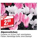 Alpenveilchen bei bauSpezi im Ebermannstadt Prospekt für 2,69 €