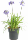 Agapanthes à 19,99 € dans le catalogue Botanic