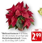 Weihnachtssterne im Angebot bei EDEKA in Memmingen Weihnachtssterne Angebote bei EDEKA Memmingen für 2,99 €