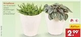 Aktuelles Grünpflanze Angebot bei Netto Marken-Discount in Freiburg (Breisgau) ab 2,99 €