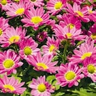 Aktuelle Chrysantheme Angebote bei Hellweg in Dortmund Aktuelles Chrysantheme „Swifty“ Angebot bei Hellweg in Dortmund ab 1,99 €