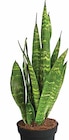 Aktuelle Zimmerpflanzen Angebote bei Dehner Garten-Center in Mannheim Aktuelles BOGENHANF 'BLACK CORAL' Angebot bei Dehner Garten-Center in Mannheim ab 9,99 €