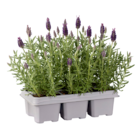 Aktuelle Blumen Angebote bei Lidl in Wuppertal Aktuelles Lavendel stoechas Angebot bei Lidl in Wuppertal ab 5,99 €