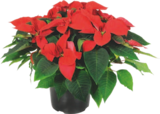 Poinsettia - GARDENLINE - Aldi à Issy-les-Moulineaux Poinsettia - GARDENLINE en promo chez Aldi Issy-les-Moulineaux à 4,99 €