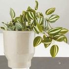 Aktuelle Blumentopf Angebote bei JYSK in Hildesheim Aktuelles ASGAR Kunstpflanze Angebot bei JYSK in Hildesheim ab 4,50 €