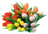 Tulpenstrauß von  im aktuellen E xpress Prospekt für 1,99 €