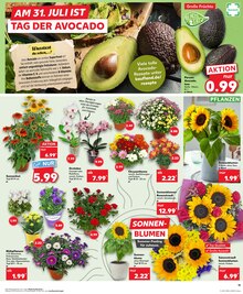Blumen im aktuellen Kaufland Prospekt (Recklinghausen) Blumen im Kaufland Prospekt "Aktuelle Angebote" mit 36 Seiten (Recklinghausen)