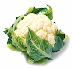 Blumenkohl im aktuellen Prospekt bei Netto mit dem Scottie in Kremkau