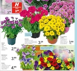 Farbenfrohe Sommerblüher im Angebot bei Hellweg in Chemnitz Farbenfrohe Sommerblüher Angebote bei Hellweg Chemnitz für 1,99 €