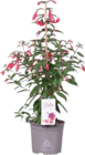 Fuchsien Pyramide Angebote bei Globus-Baumarkt Lippstadt für 6,99 €
