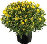 Chrysanthemen Busch Angebote bei Globus-Baumarkt Magdeburg für 3,99 €