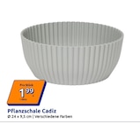 Aktuelles Pflanzschale Cadiz Angebot bei Action in Essen ab 1,99 €