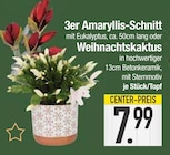 3er Amaryllis-Schnitt oder Weihnachtskaktus von  im aktuellen EDEKA Prospekt für 7,99 €