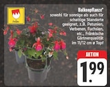 Balkonpflanze Angebote von Franken bei EDEKA Görlitz für 1,99 €