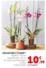 Orchidée 2 Tiges en promo chez Super U Mérignac à 10,99 €