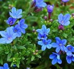 Steinsame von  im aktuellen Pflanzen Kölle Prospekt für 4,99 €