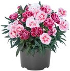 Aktuelles Nelke Duo Angebot bei REWE in Nürnberg ab 2,99 €