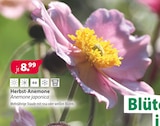 Kiebitzmarkt Winsen - Herbst-Anemone Anemone japonic Angebot im Prospekt Herbst-Anemone Anemone japonic bei Kiebitzmarkt im Winsen Prospekt für 8,99 €