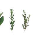 Kasseler Nussschinken von K-PURLAND im aktuellen Kaufland Prospekt