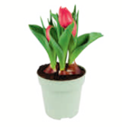 Zwiebelblumen im Angebot bei toom Baumarkt in Gelsenkirchen Zwiebelblumen Angebote bei toom Baumarkt Gelsenkirchen für 1,99 €