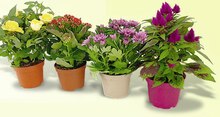 Plantes fleuries - Géant Casino à La Garenne-Colombes Plantes fleuries en promo chez Géant Casino La Garenne-Colombes à 2,50 €