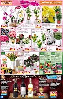 Lilie Angebot im Norma Prospekt, gültig von 02.02.2026 bis 07.02.2026 Lilie Angebot im aktuellen Norma Prospekt auf Seite 14