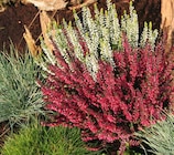 Calluna vulgaris 'Garden Girls' im Hagebaumarkt Prospekt Calluna vulgaris 'Garden Girls' von im aktuellen Hagebaumarkt Prospekt fĂŒr 2,59 âŹ
