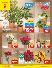 Blumen im Netto Marken-Discount Prospekt "Aktuelle Angebote" mit 57 Seiten (Fürth)