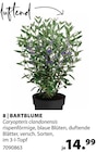 Dehner Garten-Center Münster - BARTBLUME Angebot im Prospekt BARTBLUME bei Dehner Garten-Center im Münster Prospekt für 14,99 €