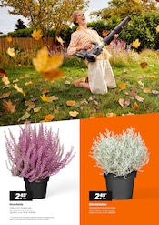 Ähnliche Sommerflieder Angebote im Prospekt "FÜR DEN HERBST GEMACHT" von OBI in Mönchengladbach Ähnliche Angebote wie Sommerflieder im Prospekt "FÜR DEN HERBST GEMACHT" auf Seite 2 von OBI in Mönchengladbach
