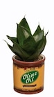 Plante verte en cache pot vintage en promo chez Lidl Argenteuil à 2,09 €
