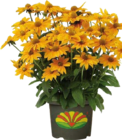 Garten-Sonnenhut im Angebot bei Globus-Baumarkt in Castrop-Rauxel Garten-Sonnenhut Angebote bei Globus-Baumarkt Castrop-Rauxel für 12,99 €