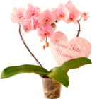 ORCHIDÉE EN FORME DE COEUR - SANS MARQUE - Auchan Supermarché à Montpellier ORCHIDÉE EN FORME DE COEUR - SANS MARQUE en promo chez Auchan Supermarché Montpellier à 19,99 €