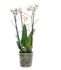 Aktuelles Schmetterlingsorchidee (Phalaenopsis), Angebot bei Moubis Pflanzenhof in Recklinghausen ab 9,99 €