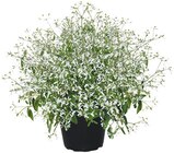 Zauberschnee im Angebot bei Penny in Remscheid Zauberschnee Angebote bei Penny Remscheid für 2,39 €