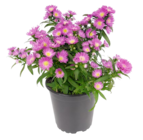 Glattblatt-Aster im aktuellen Penny Prospekt für 1,59 €
