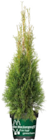 Thuja occ. Brabant von Der Heckenprofi für 6,99 € bei Globus-Baumarkt im Angebot Thuja occ. Brabant von Der Heckenprofi im aktuellen Globus-Baumarkt Prospekt
