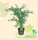 Promo Bambou pot 14 cm à 9,99 € dans le catalogue Intermarché à Gignac