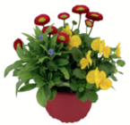 Trio-Frühlingsmix „Spring Break“ Angebote bei toom Baumarkt Neumünster für 3,79 €