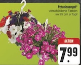 Aktuelle Pflanzen Angebote bei E center in Würzburg Aktuelles Petunienampel Angebot bei E center in Würzburg ab 7,99 €