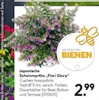 Japanische Scheinmyrthe 'Flori Glory' bei Hellweg im Prospekt "" für 2,99 €