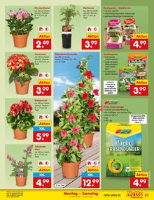 Chrysantheme im aktuellen Netto Marken-Discount Prospekt (Frankfurt (Main)) Chrysantheme im Netto Marken-Discount Prospekt "Aktuelle Angebote" mit 62 Seiten (Frankfurt (Main))