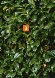 Kirschlorbeer (Prunus laurocerasus) bei OBI in Cottbus Kirschlorbeer (Prunus laurocerasus) im Angebot bei OBI Cottbus für 4,99 €
